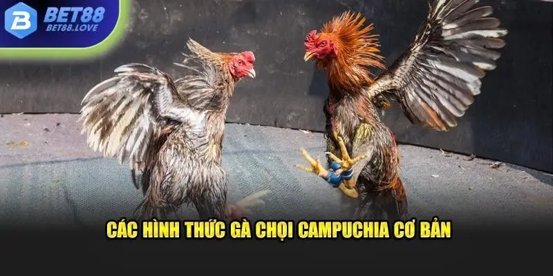 Các loại hình chiến kê Campuchia cơ bản