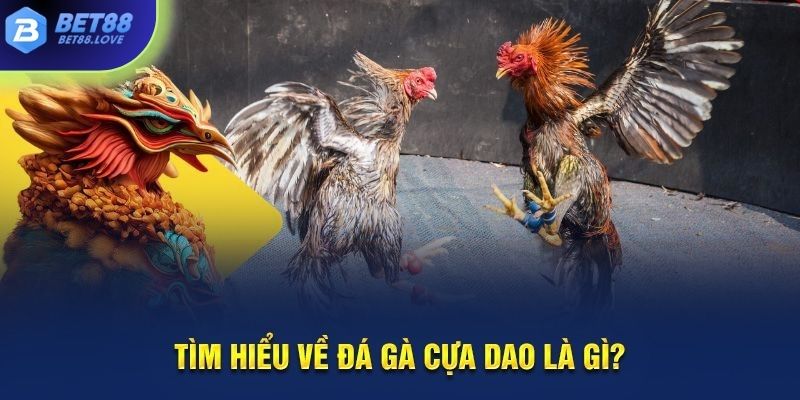 Tham gia đá gà cựa dao bạn chắc chắn sẽ có những trải nghiệm ấn tượng