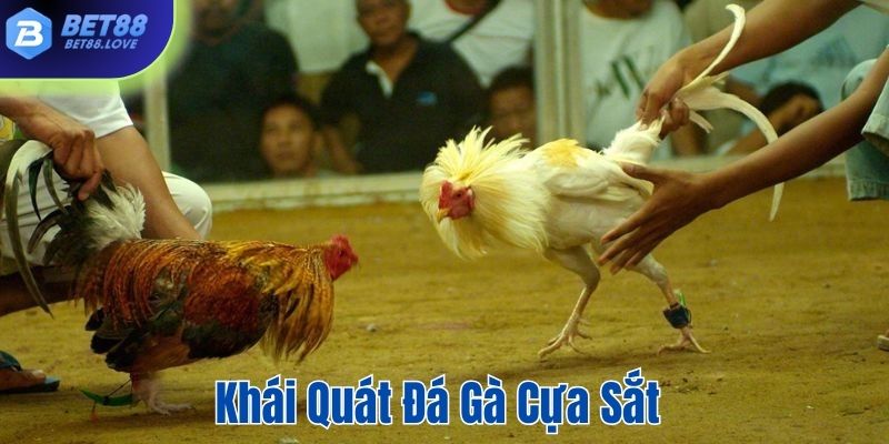 Khái quát nhanh về hình thức đá gà cựa sắt