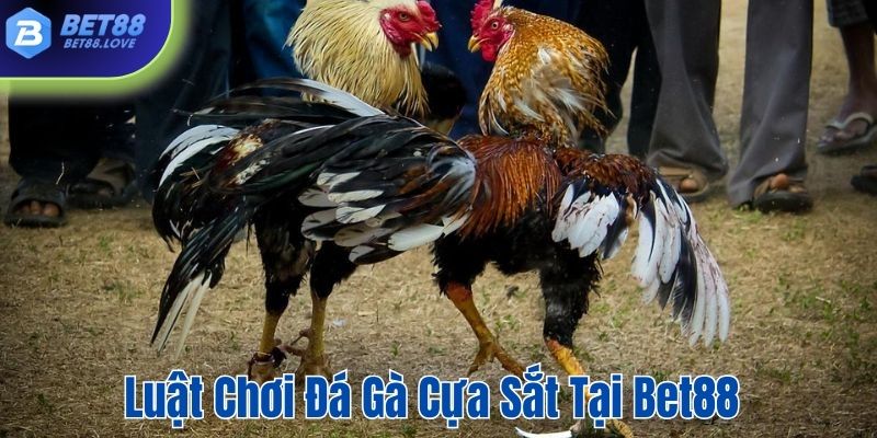 Hội viên BET88 phải hiểu rõ quy luật của đá gà cựa sắt