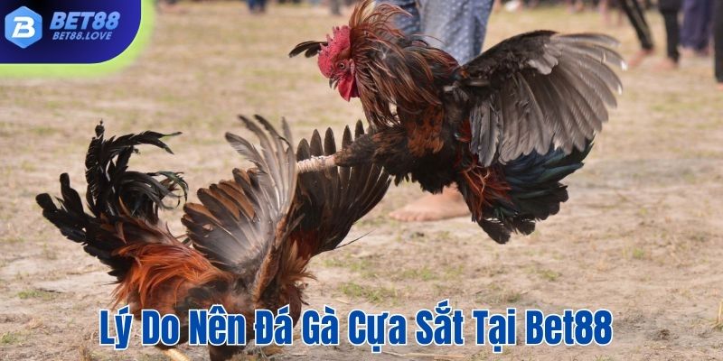 Lý do cược thủ yêu thích đá gà cựa sắt