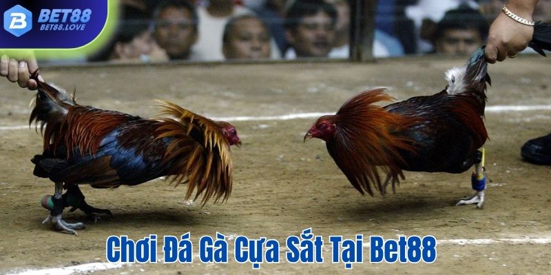 Đá gà cựa sắt tại Bet88