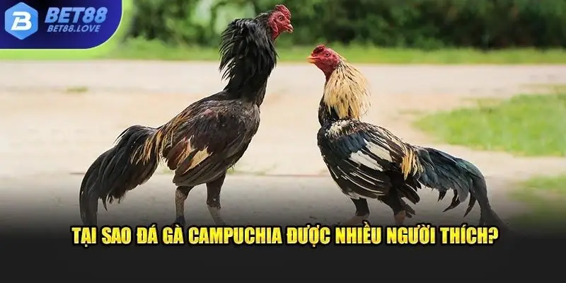 Tại sao đá gà Campuchia được lựa chọn nhiều?