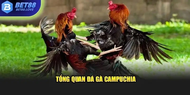 Tổng quan đá gà Campuchia